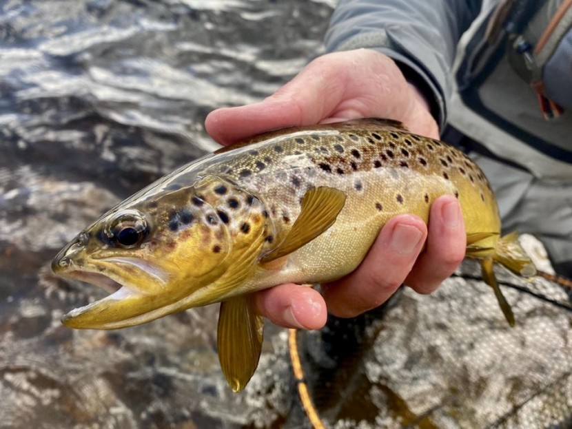 Llyn Teifi trout - Lyn Davies